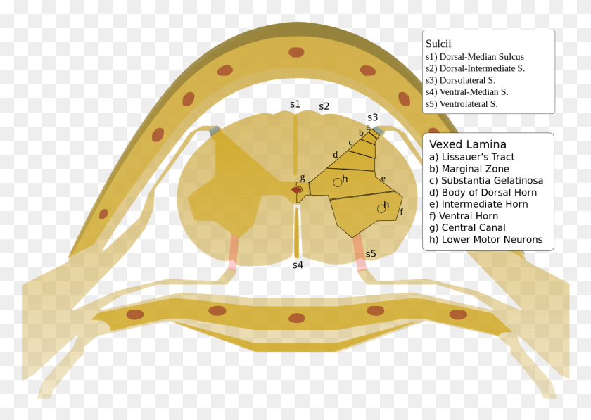 1233x850 Spinalcord Trirev Vexedlamina Anterolateral Sulcus Of Spinal Cord, Animal, Reptile, Flyer HD PNG Download