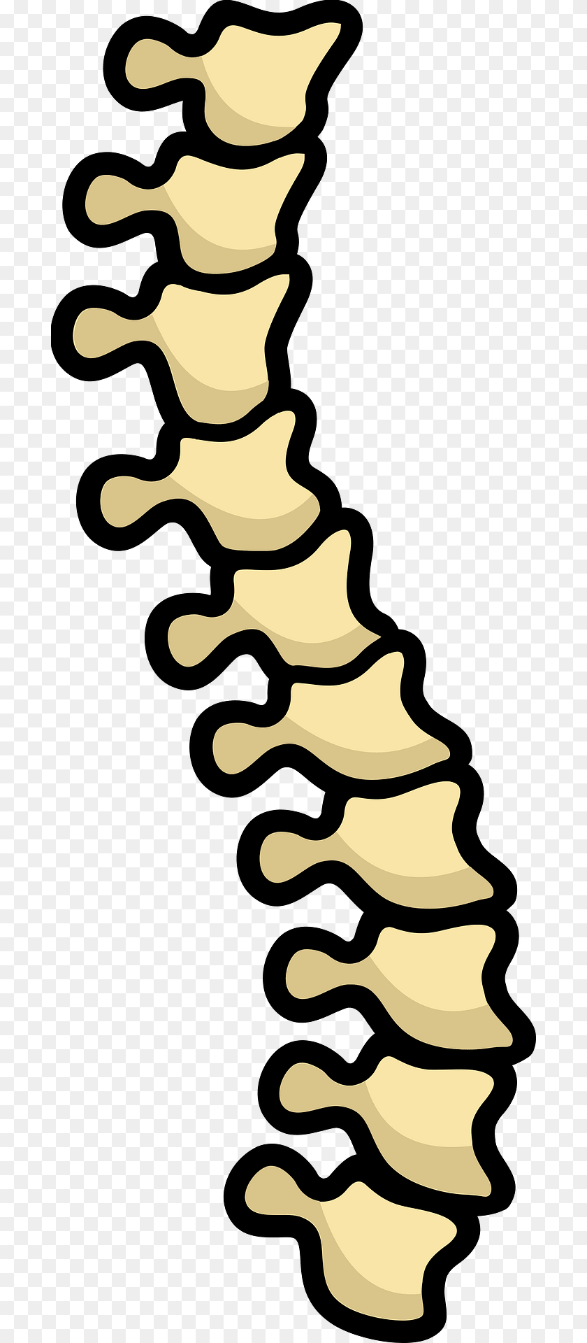 Spine Clipart PNG