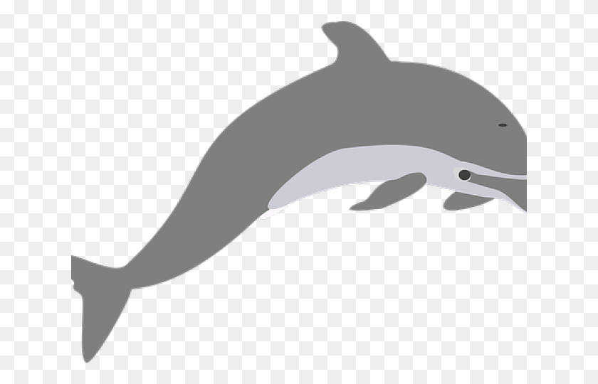 640x480 Серый Дельфин С Коротким Клювом Обыкновенный Дельфин, Морская Жизнь, Животное, Млекопитающее Png Скачать