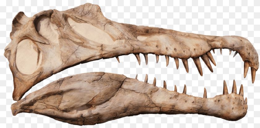 1026x507 Spinosaurus Aegyptiacus Life Sized Half Skull Wall Mount Replica Skull, Animal, Dinosaur, Reptile Clipart PNG