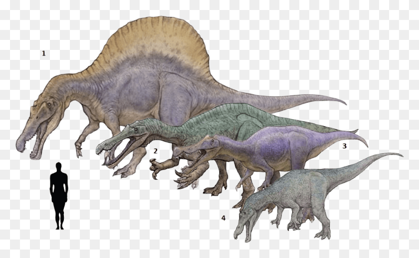 939x551 Spinosaurus Aegyptiacus Suchomimus Baryonyx Spinosaurus, Dinosaur, Reptile, Animal HD PNG Download