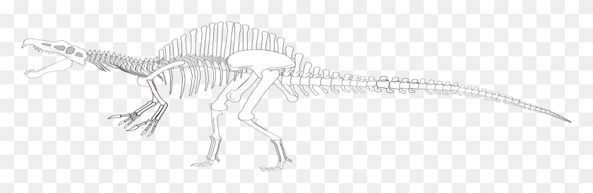1261x346 Spinosaurus Skeleton Lesothosaurus, Person, Human HD PNG Download