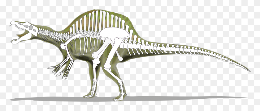 1983x765 Spinosaurus Skeleton Skeleton Of A Spinosaurus, Dinosaur, Reptile, Animal HD PNG Download