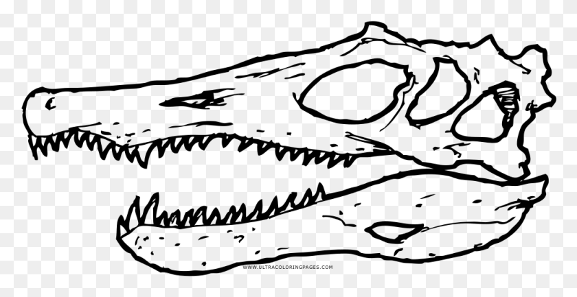 986x472 Spinosaurus Cráneo Para Colorear, Grey, World Of Warcraft Hd Png