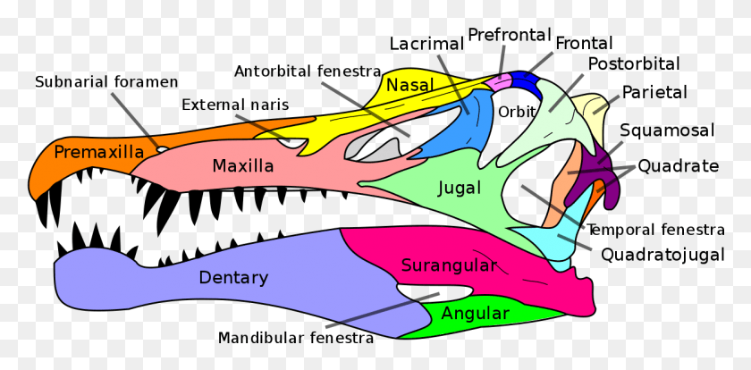 1247x567 Spinosaurus Skull En Spinosaurus Skull, Naturaleza, Aire Libre, Coche Hd Png