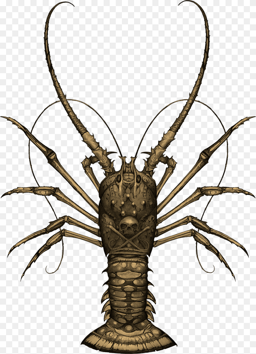 1651x2284 Spiny Lobster, Food, Seafood, Animal, Sea Life Clipart PNG