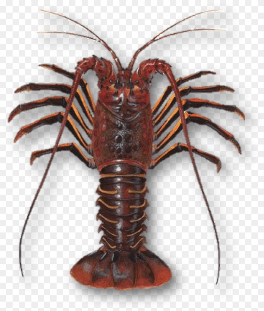 Spiny Lobster, Animal, Food, Invertebrate, Sea Life Clipart PNG