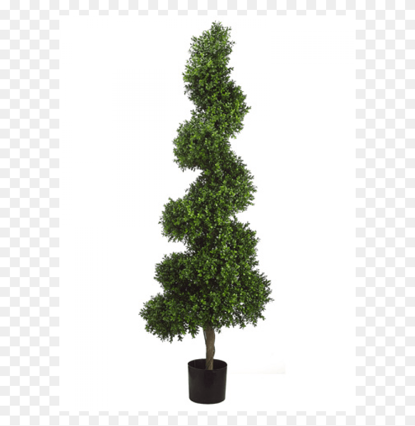 601x801 Spiral Boxwood Topiary In Plastic Pot Two Tone Green Bonsai, Tree, Plant, Conifer HD PNG Download