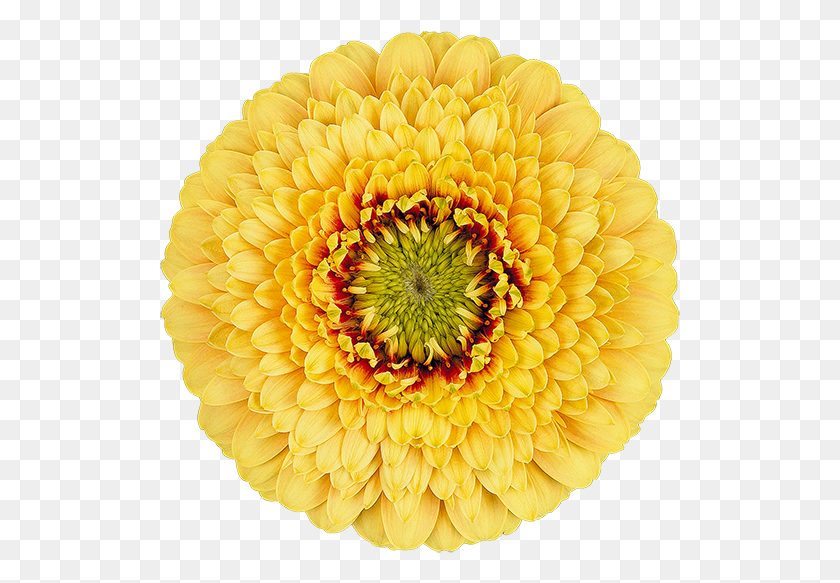 521x523 Sponge Bob Transvaal Daisy, Plant, Dahlia, Flower HD PNG Download