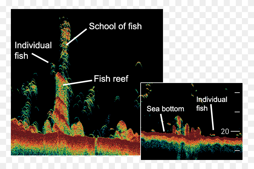 767x500 Spot Individual Fish Dentro De Escuelas Fuera De Los Arrecifes Y Diseño Gráfico, Árbol, Planta, Vegetación Hd Png