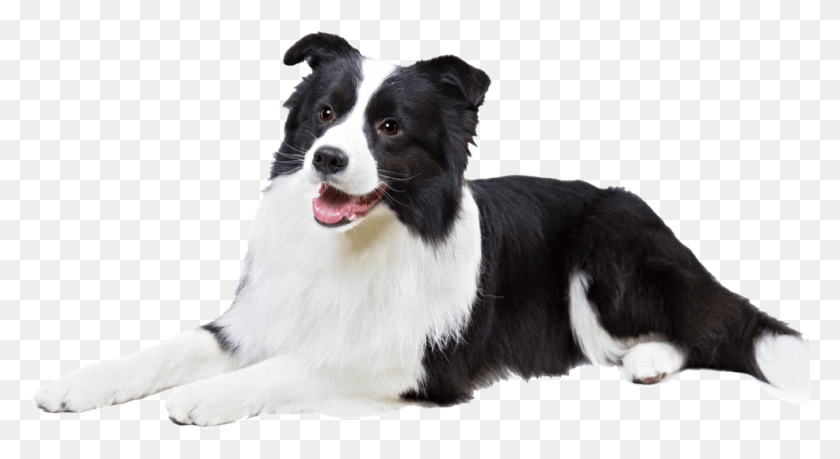 984x504 Spotted Border Collie Border Collie Transparent Background, Dog, Pet, Canine HD PNG Download