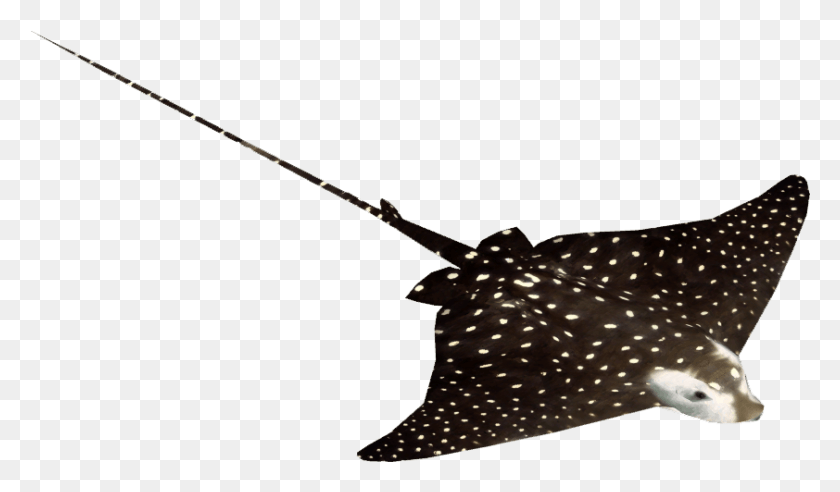 842x467 Spotted Eagle Ray Pull Fish Out Of Water, Manta Ray, Sea Life, Animal HD PNG Download