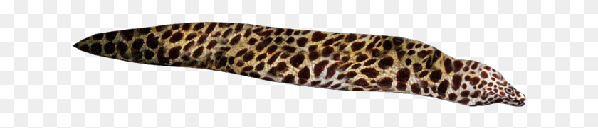 639x121 Spotted Eel Slug, Pillow, Cushion, Giraffe HD PNG Download