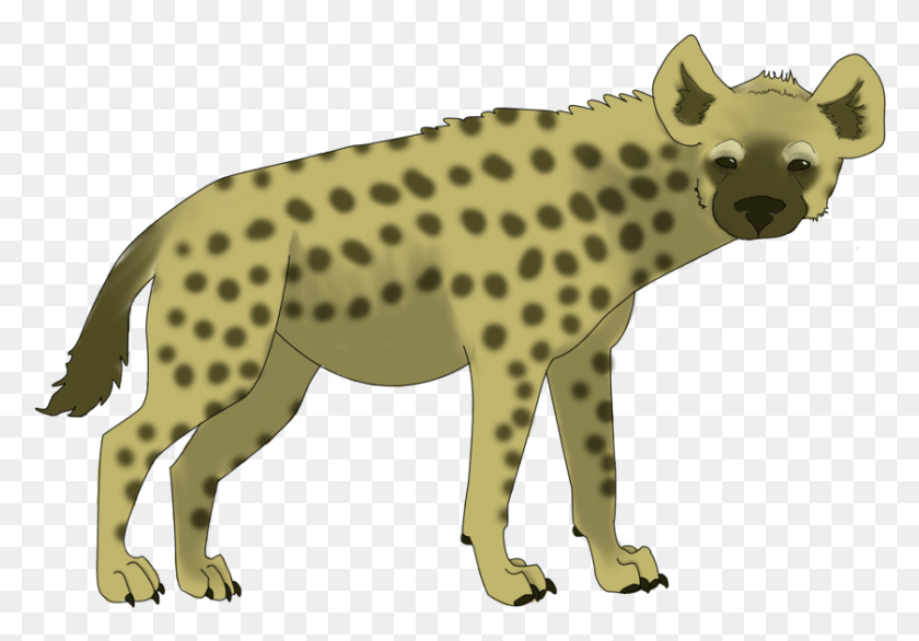 839x566 Spotted Hyena, Wildlife, Animal, Mammal HD PNG Download