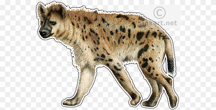568x430 Spotted Hyena Decal Hyena Illustration, Animal, Wildlife, Mammal, Panther PNG