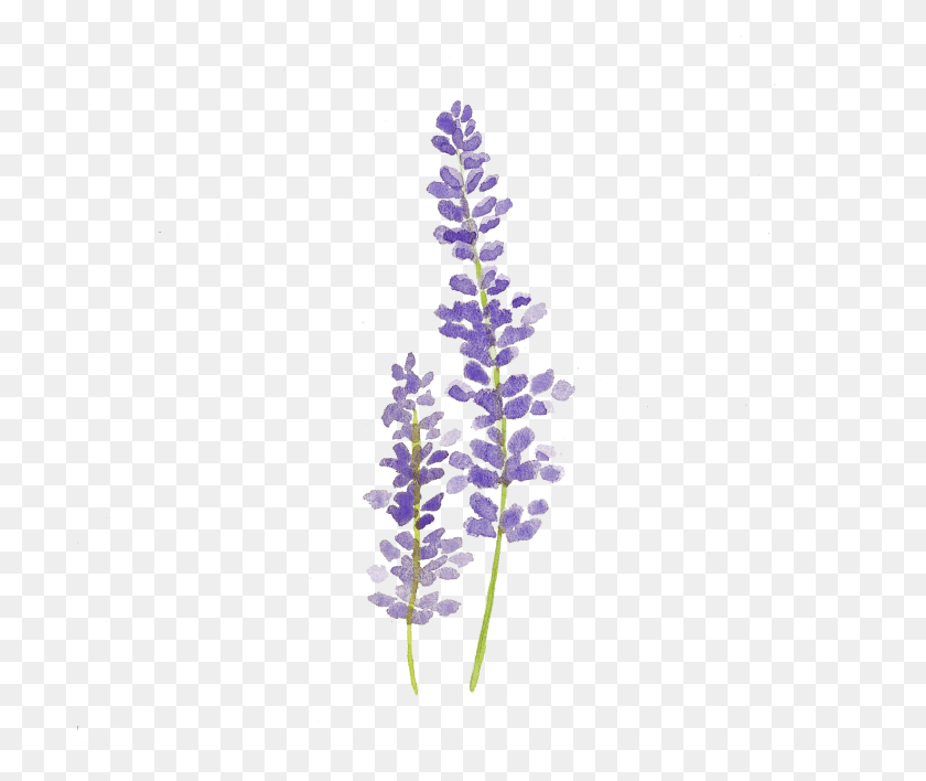 Sprig Sciencemadesimple Info This Site Contains All Simple Lilac Flower Drawing, Plant, Blossom, Acanthaceae HD PNG Download