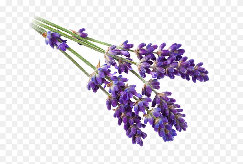 670x508 Sprigs Of Lavender, Plant, Flower, Blossom HD PNG Download