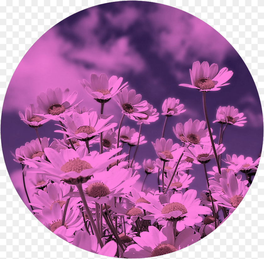 Spring, Daisy, Flower, Photography, Plant Clipart PNG