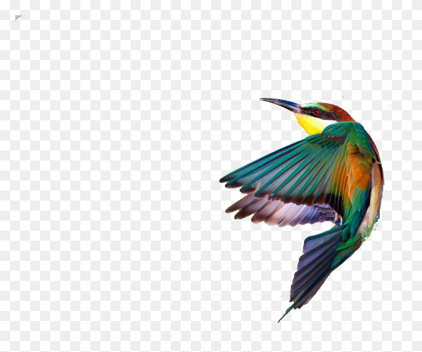 1457x1200 Птица Весенние Птицы Прозрачное Изображение Обыкновенный Зимородок, Пчелоед, Птица Png Скачать