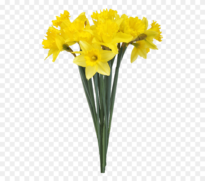 503x680 Весенние Нарциссы На Прозрачном Фоне Желтые Цветы На Прозрачном Фоне, Растение, Цветок, Цветение Png Скачать