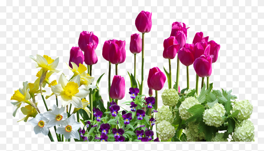960x521 Весенние Нарциссы Тюльпаны Весенние Цветы Гортензии Тюльпаны Весенний Цветок, Растение, Цветок, Цветение Hd Png Скачать