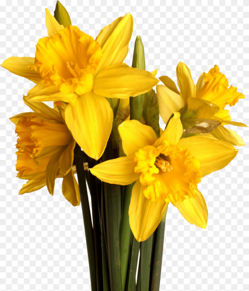 1851x2167 Spring Flower Bouquet Daffodil, Plant Clipart PNG