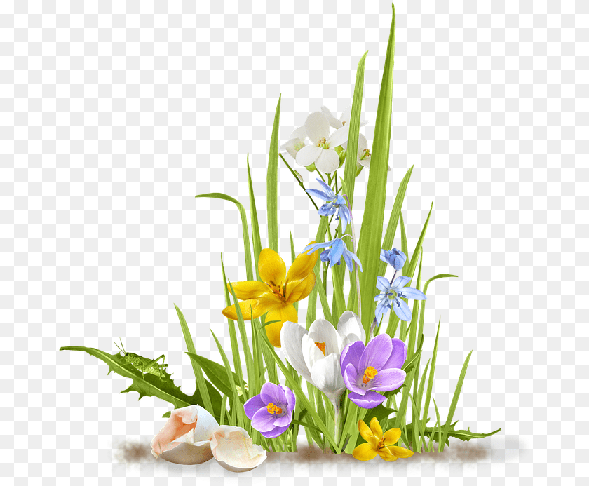 679x693 Spring Flower Crocus Saffron Grass Shell Egg Flowers And Grass, Flower Arrangement, Flower Bouquet, Plant, Iris Transparent PNG