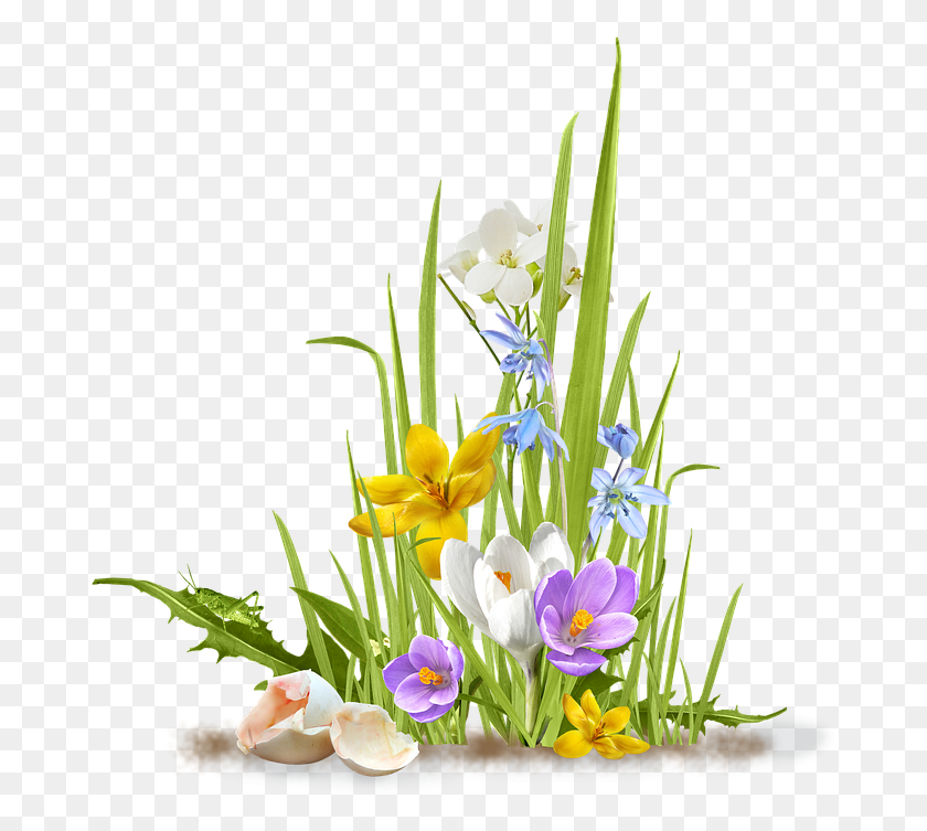 679x693 Spring Flower Crocus Saffron Grass Shell Egg Grass Amp Flower, Ikebana, Vase HD PNG Download