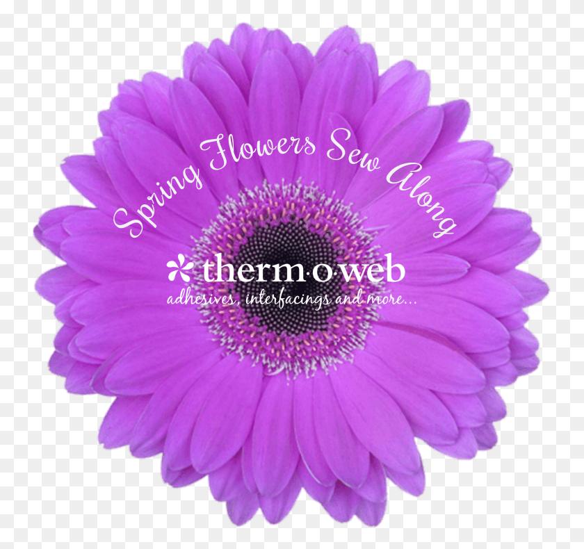747x730 Spring Flower Logo Pink Gerbera Flower Transparent, Plant, Daisy, Daisies HD PNG Download