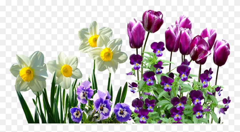 927x481 Spring Flowers Clipart, Plant, Flower, Blossom HD PNG Download