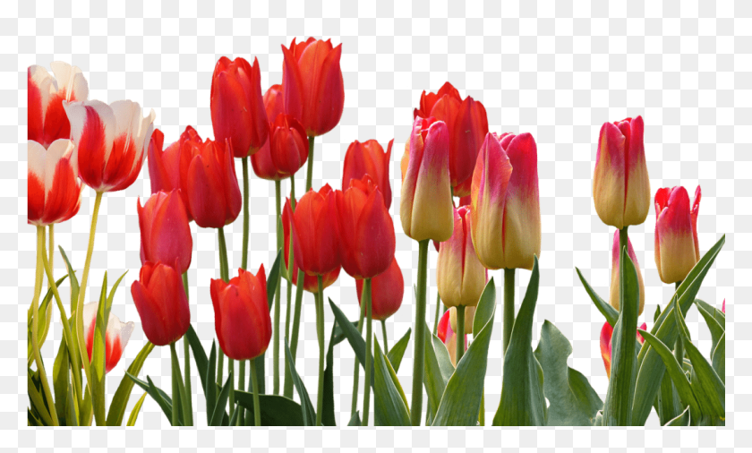 1081x619 Flores De Primavera Para Su Boda Flor De Tulipán Rojo Transparente, Planta, Flor Hd Png