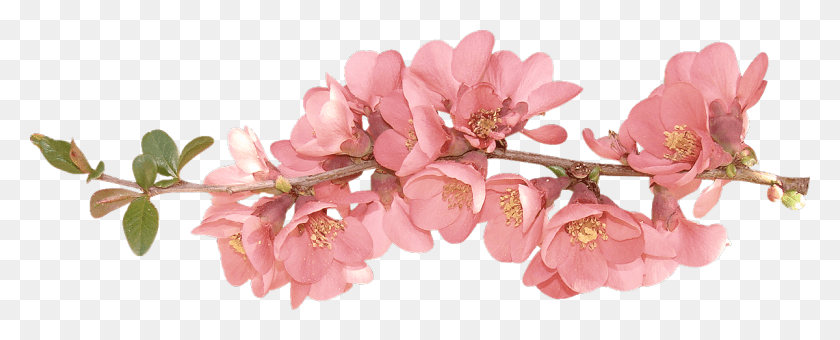 1200x431 Весенние Цветы Весенние Цветы Картинки Клипарт Весенние Цветы Прозрачный Фон, Растение, Цветок, Цветение Png Скачать