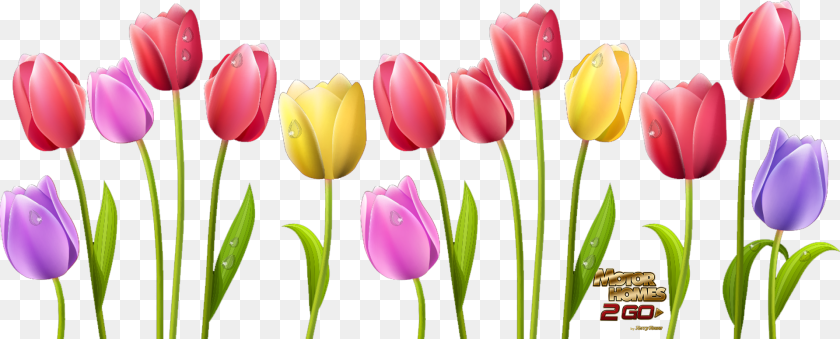 1920x775 Spring Is Here Skagit Tulip Flower Clipart, Plant PNG