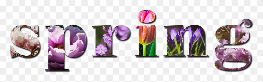 1205x316 Spring Season Nature Background Violet Pink Saffron Crocus, Plant, Flower, Blossom HD PNG Download