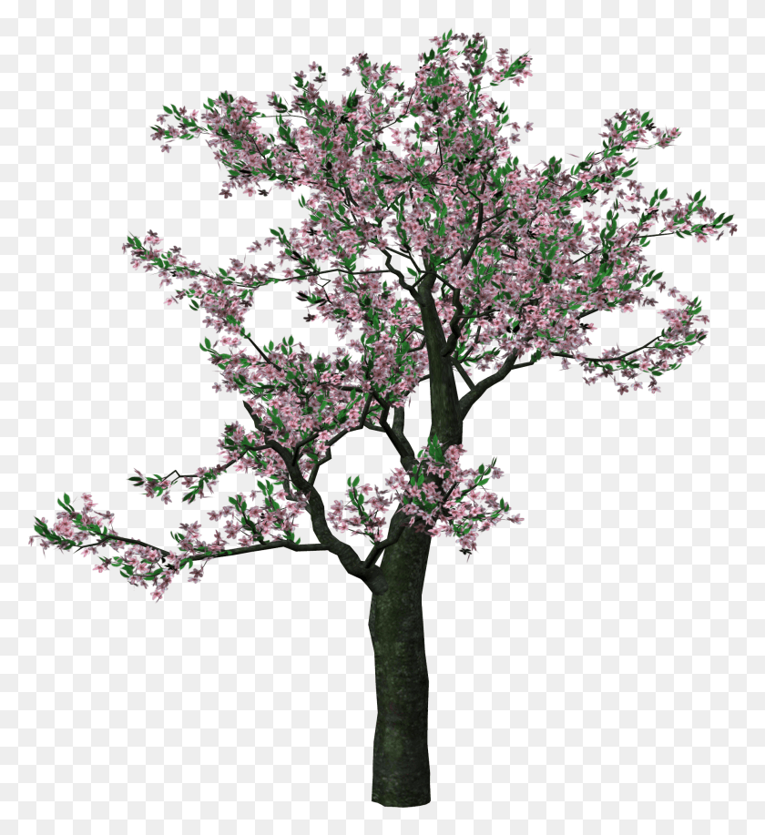 1895x2084 Весеннее Дерево, Растение, Цветок, Цветение Hd Png Скачать