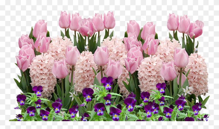 959x534 Весенние Тюльпаны Пасхальные Цветы Цветы Весенние Цветы Пасхальные Цветы, Растение, Цветение, Герань Png Скачать