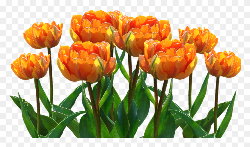 952x532 Весенние Тюльпаны Пасха Природа Весенние Цветы Цветы Профиль Kostenlos Whatsapp Frhling, Растение, Цветок, Цветение Hd Png Скачать