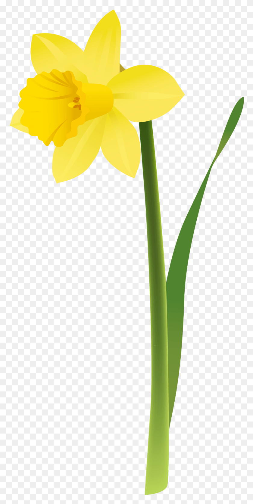 1033x2138 Spring Yellow Daffodil Clipart Transparent Background Jonquil, Plant, Flower, Blossom HD PNG Download