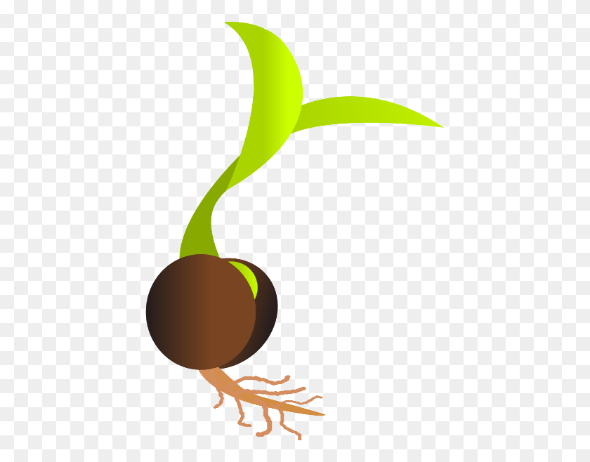 427x598 Sprouting Seed Germination Clip Art Seed, Plant, Produce, Food HD PNG Download