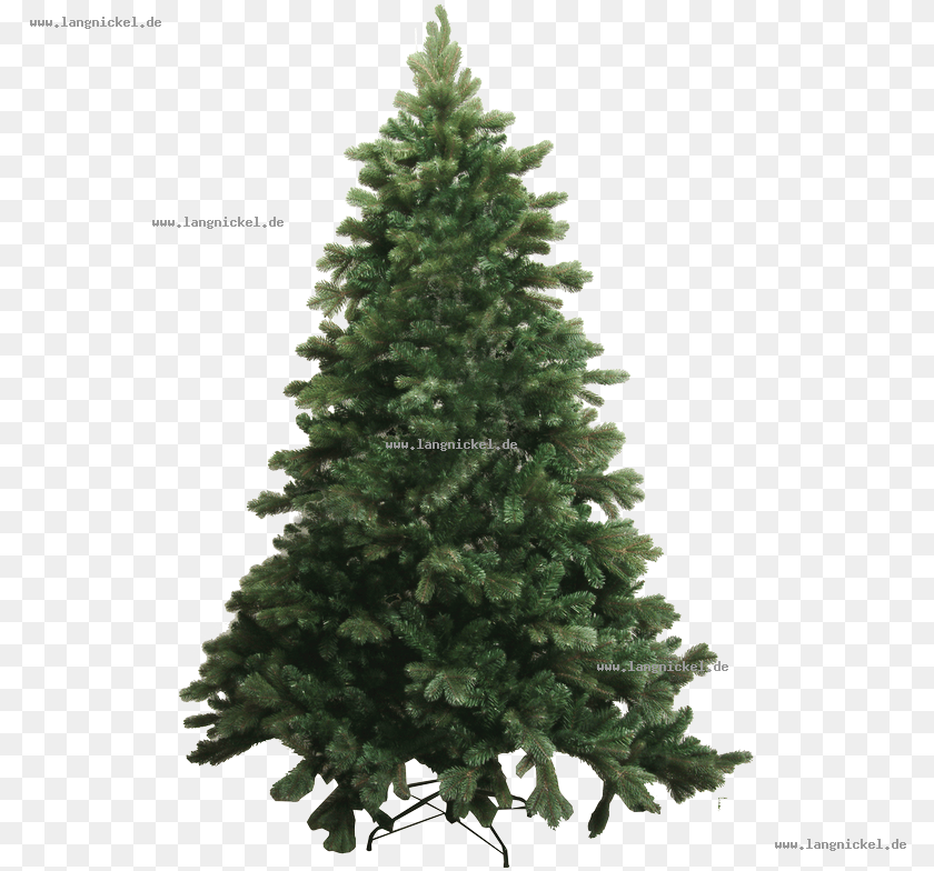 789x784 Spruce Abies Bracteata Tree Pine Douglas Fir Abies, Plant, Conifer, Christmas, Christmas Decorations Transparent PNG