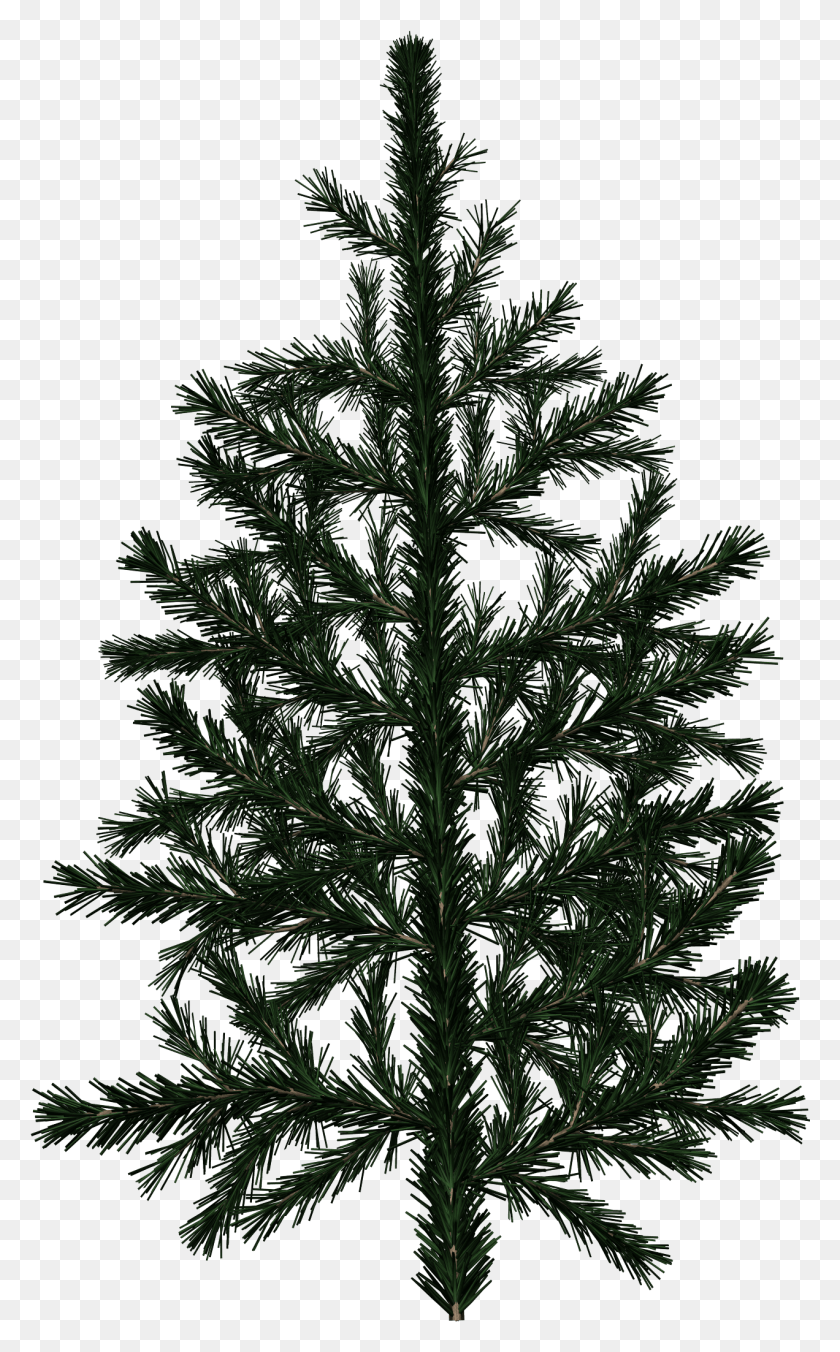 1272x2108 Spruce Branch White Spruce, Christmas Tree, Tree, Ornament HD PNG Download