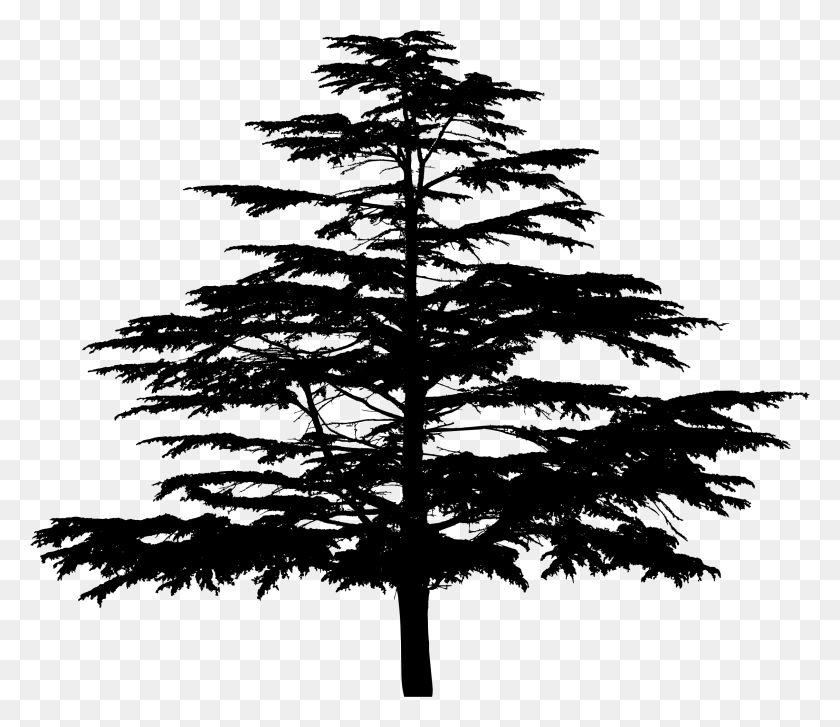 2258x1933 Spruce Fir Christmas Tree Larch Tree, Gray, World Of Warcraft HD PNG Download