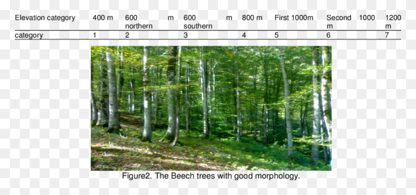 850x364 Spruce Fir Forest, Vegetation, Plant, Woodland HD PNG Download