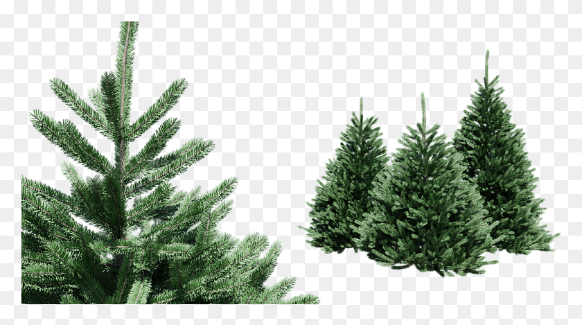 993x521 Spruce Picea Set Of 4 Trees Christmas Tree, Tree, Plant, Pine Hd Png