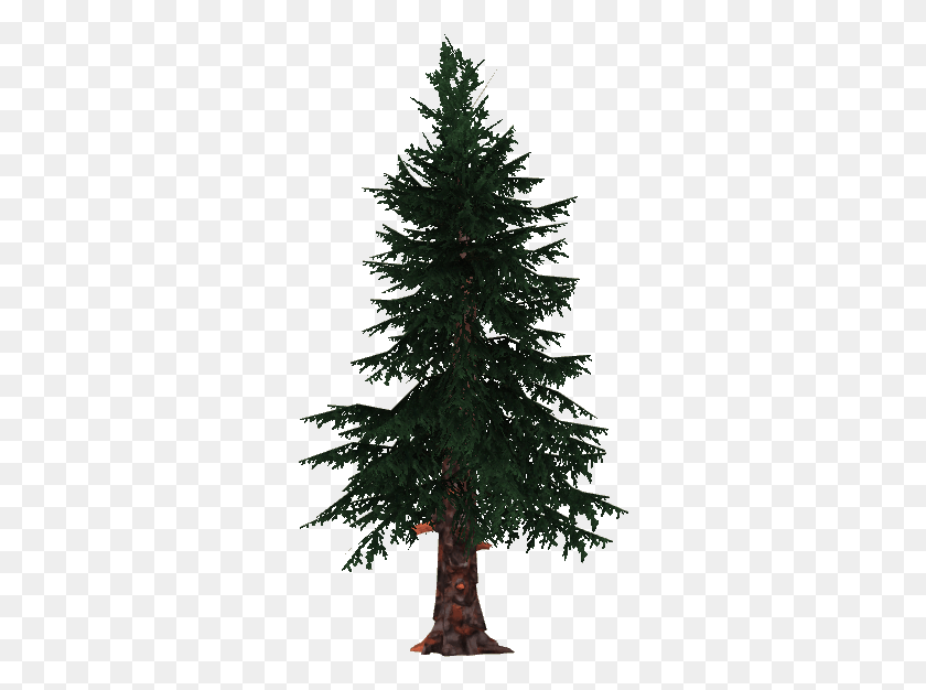 300x566 Spruce White Spruce, Tree, Plant, Christmas Tree HD PNG Download