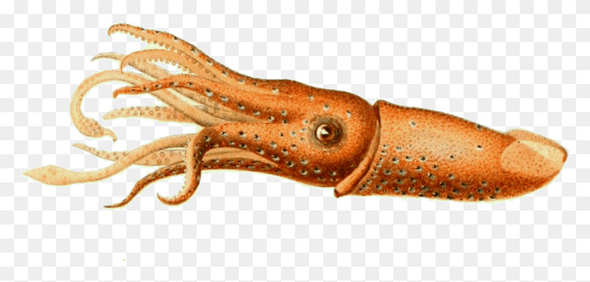 1231x540 Descargar Png Calamar Hechos Muchos Tentáculos Tiene Un Calamar, Lagarto, Reptil, Animal Hd Png
