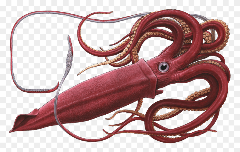 1585x963 Squid Free Image Colossal Squid, Sea Life, Animal, Seafood HD PNG Download
