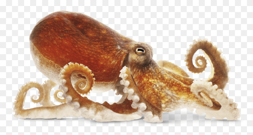 960x479 Squid Transparent Image Octopus, Sea Life, Animal, Invertebrate HD PNG Download