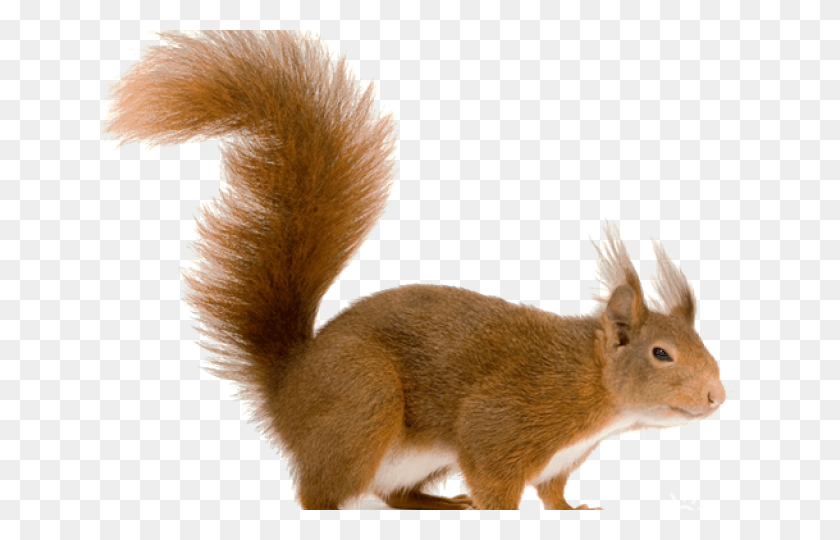 640x480 Squirrel, Rodent, Mammal, Animal HD PNG Download