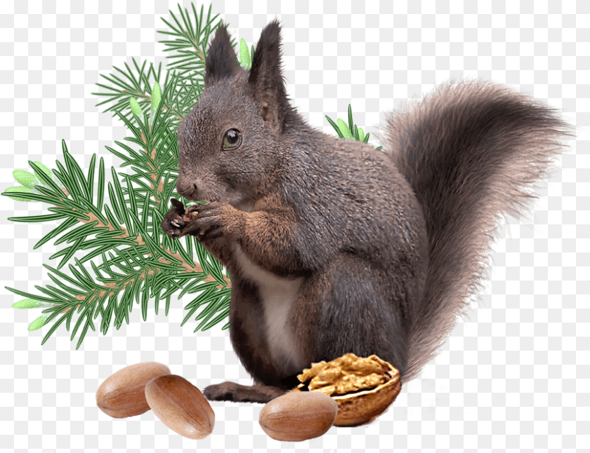 867x667 Squirrel File Tree Squirrel, Vegetable, Produce, Plant, Nut Transparent PNG